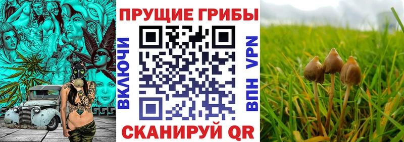 Псилоцибиновые грибы ЛСД  где купить наркоту  Валдай 